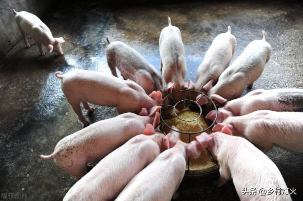 養豬到底喂熟食好還是生食好？為什麼農戶養自己吃的豬都喂熟食？