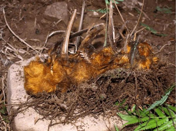 中藥知多少？&mdash;&mdash;狗脊