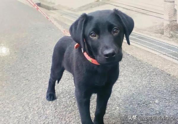 退休導盲犬竟還記得8年前的主人！主人哭了：“我真的太激動了”