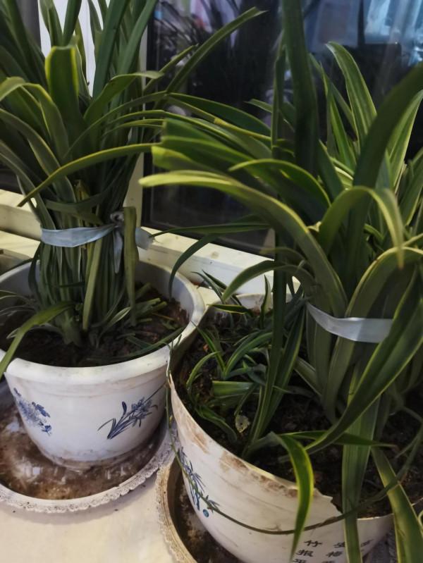 初級養花記 初級養花記