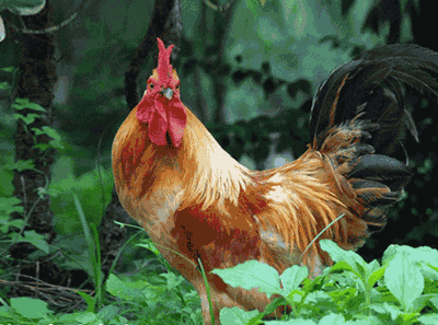 第34屆中國電影金雞獎提名出爐，看誰一鳴驚人笑到最後