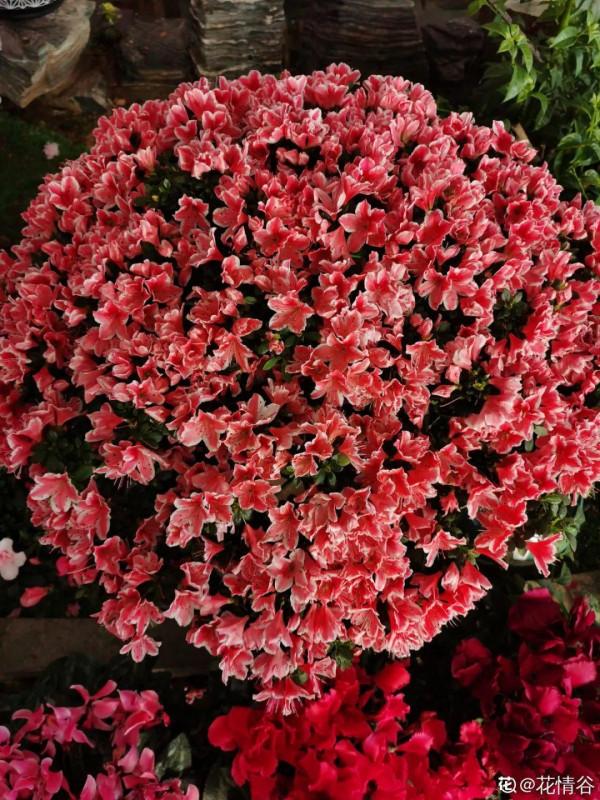 注意!花盆要是太深,養花要注意,很容易爛根 注意!花盆要是太深,養花要注意,很容易爛根