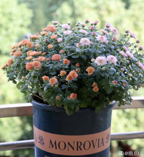 家裡養盆千頭菊，呼呼冒花苞，開成一個大花球