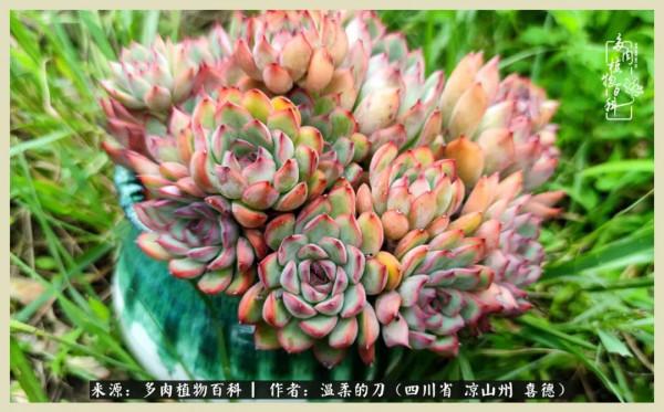 風吹過的夏天,你是仙子落凡間 風吹過的夏天,你是仙子落凡間