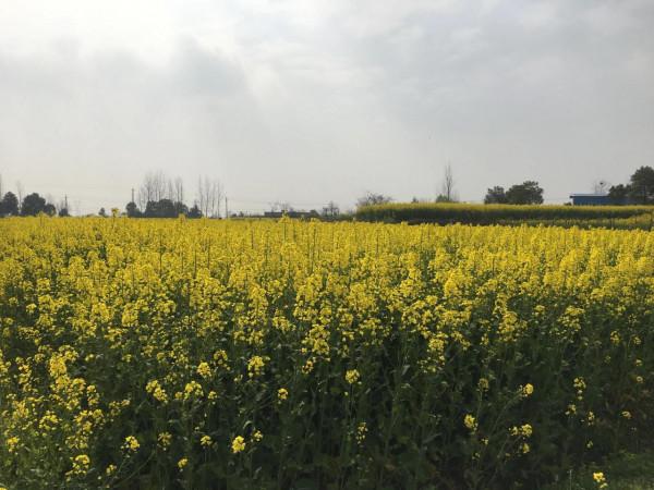 2022年的油菜籽會達到一個什麼樣的價格 2022年的油菜籽會達到一個什麼樣的價格