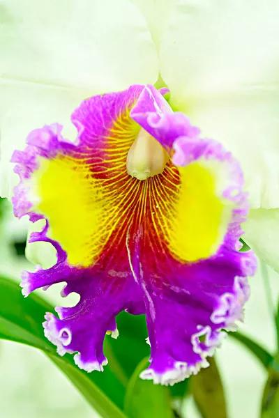 《百花集》（二百六十七）