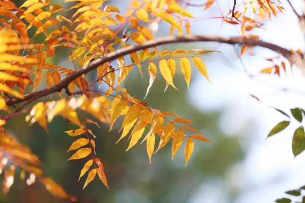 美成故事！這條路用紅、黃、藍三色驚豔了冬日時光