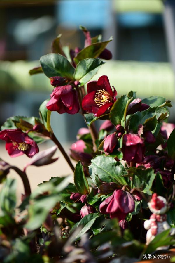 萬物起始，立春暖陽下，等待花園甦醒 &vert; 園丁