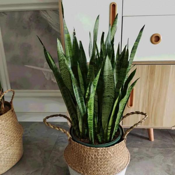 秋天，記得給這五種花翻翻盆，嗖嗖長葉開花，收穫巨大