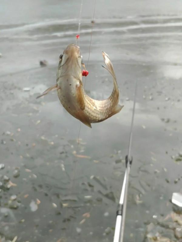 氣溫零下破冰垂釣,雙尾收杆漁獲爆盆 氣溫零下破冰垂釣,雙尾收杆漁獲爆盆