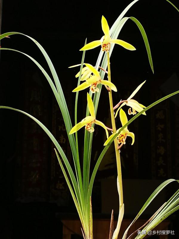 用鋸末養蘭花，無論是春蘭還是蕙蘭，5個細節決定成敗