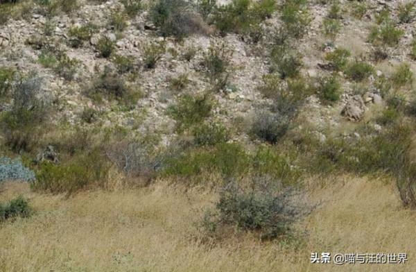 狙擊手的偽裝術有多厲害？網友：第5張圖，不看紅色標註很難找到