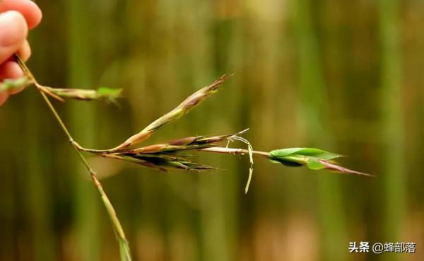 “竹子開花,馬上搬家”有啥寓意?不搬家會怎樣?3方面帶你瞭解 “竹子開花,馬上搬家”有啥寓意?不搬家會怎樣?3方面帶你瞭解