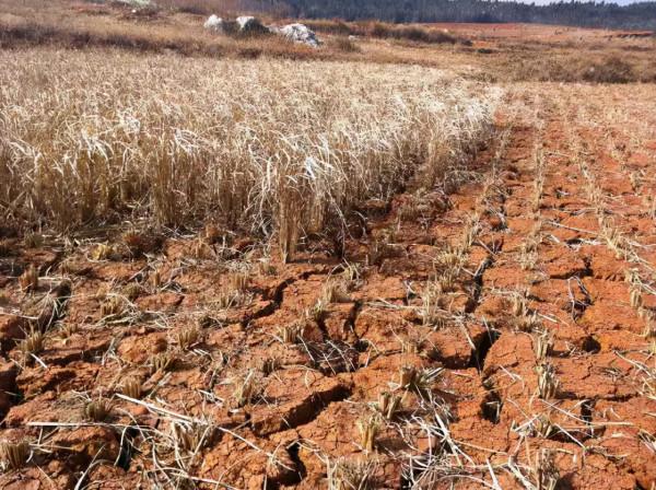 1958年,部隊領導去東北學習,看見糧倉管理員後哭喊：你居然還活著