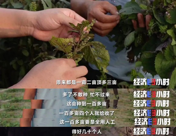 中藥材掀“漲價潮”!價格翻番!返鄉大學生回家“種藥”,年入超40萬元 中藥材掀“漲價潮”!價格翻番!返鄉大學生回家“種藥”,年入超40萬元