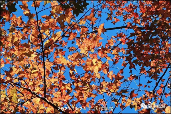 楓林似火、紅葉如霞，是新豐邀你來賞楓的專屬訊號