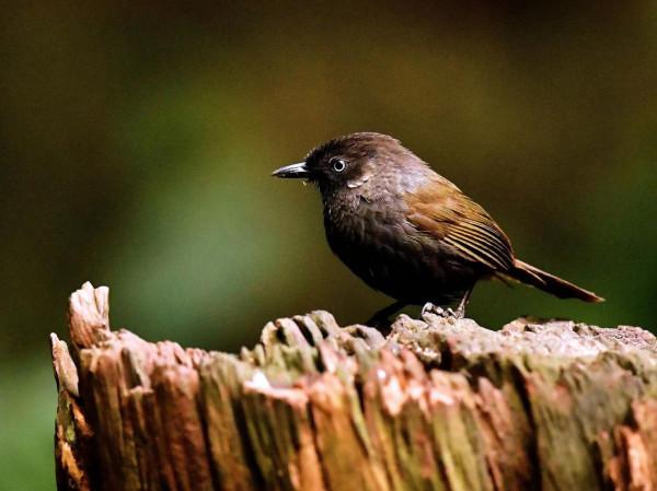 弄崗穗鶥是用中國地名命名的鳥,目前仍然僅存中國 弄崗穗鶥是用中國地名命名的鳥,目前仍然僅存中國