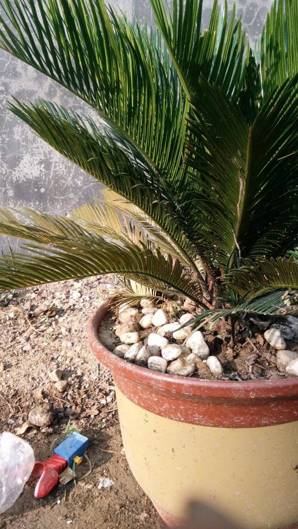 鐵樹開花只是成語?不,鐵樹真能開花,但要講求方法 鐵樹開花只是成語?不,鐵樹真能開花,但要講求方法