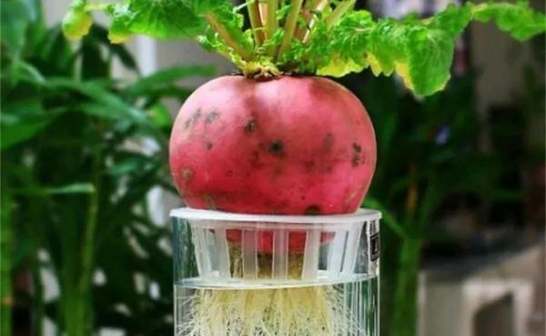 吃剩的青菜根，埋進花盆裡，澆點水，冒出小菜園，半年摘不完