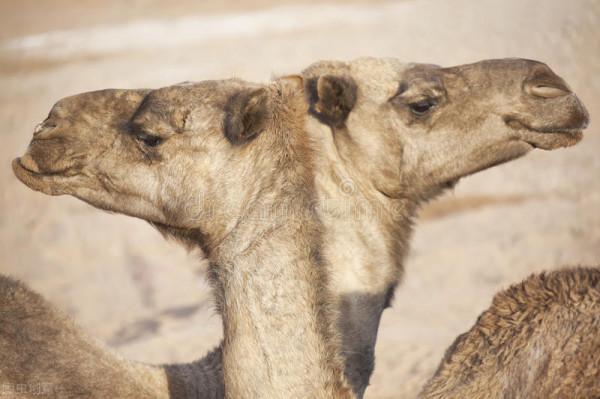 駱駝是沙漠最大的食草動物,為什麼橫行沙漠,沒有食肉動物捕捉? 駱駝是沙漠最大的食草動物,為什麼橫行沙漠,沒有食肉動物捕捉?