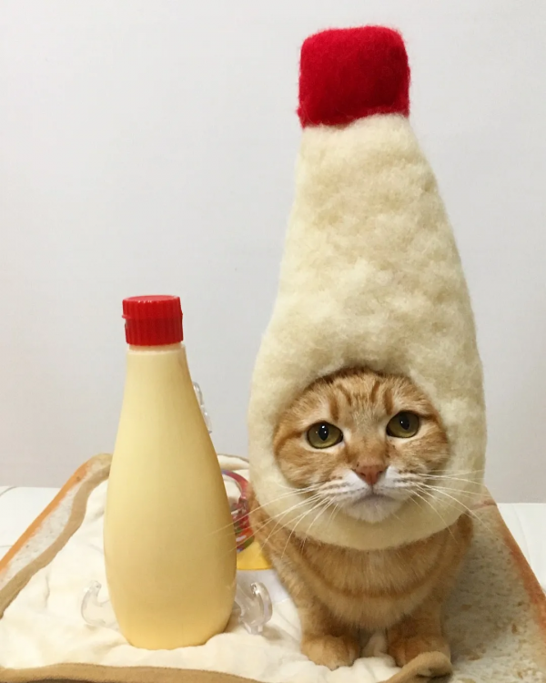 日本一鏟屎官把貓咪打扮成食物！網友：太可愛了！忍不住想吃掉