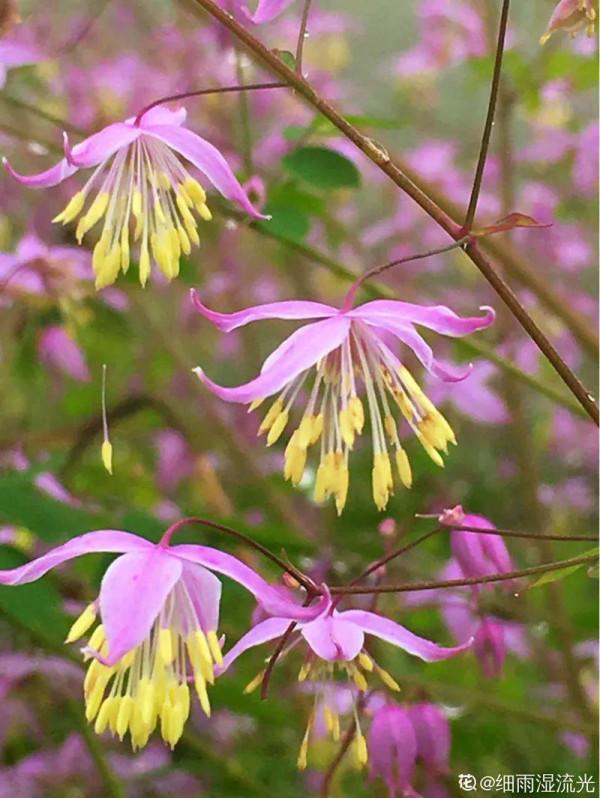家裡別隻養綠蘿，15種精緻耐陰花，光照不好也能長很美