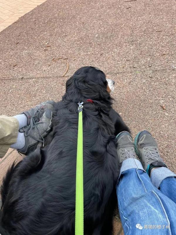 有善待它們的機會是很大的福份