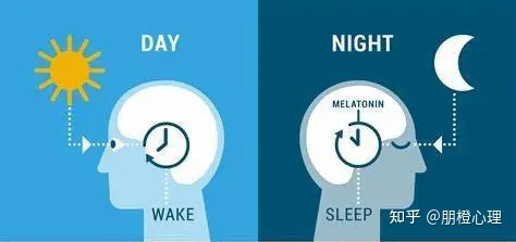 科普文山｜晚上睡不著早上起不來，原來我患上了睡眠時相延遲綜合徵