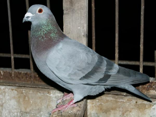 石板鴿的優勢特徵 石板鴿的優勢特徵