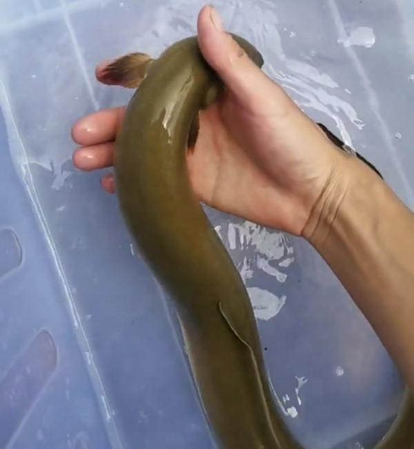 錢塘江鰻魚“大暴走”,有人3小時釣起七八條,大的1米多長 錢塘江鰻魚“大暴走”,有人3小時釣起七八條,大的1米多長