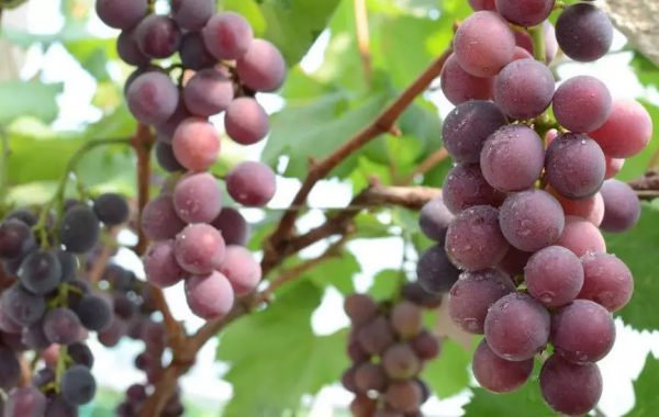 種什麼葡萄，才能掙錢？葡萄品種選擇，決定你賺不賺錢