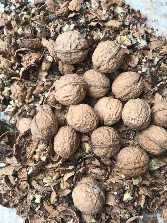 這些“垃圾”不要扔，用來養花效果好，既環保又省錢