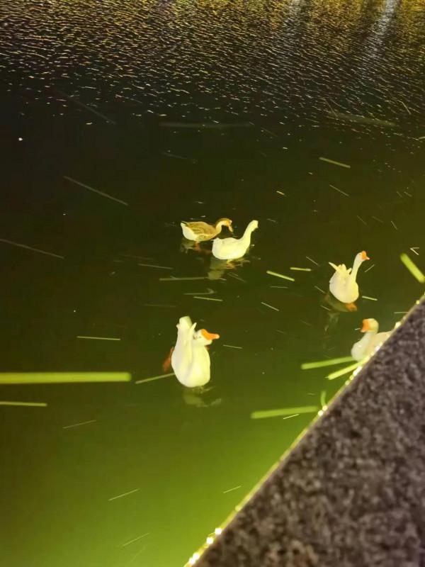 減肥第5天（午餐晚餐）