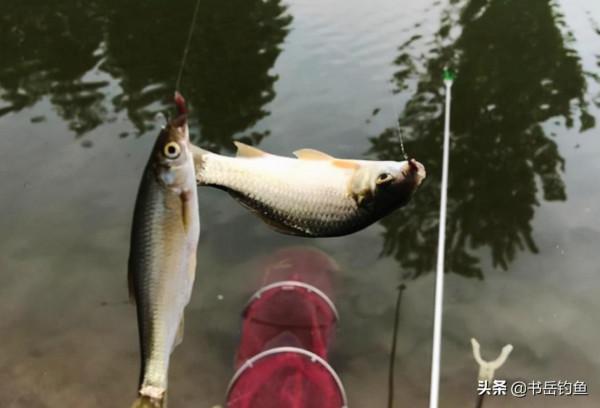 跟著大爺學釣魚，這個秘密武器你想不到，看到魚獲我羨慕了