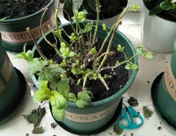 三伏天養花，澆水太難了，學好竅門是關鍵