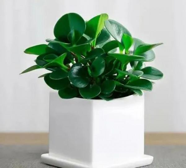 100種觀葉植物 | No.8 豆瓣綠養護攻略 100種觀葉植物 | No.8 豆瓣綠養護攻略