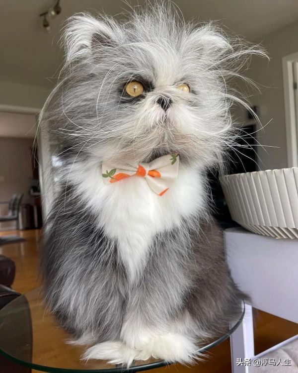 可愛的貓都見過，潦草的貓見過嗎？