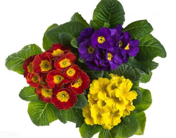 原來報春花的養殖這麼簡單，你們學會了嗎？