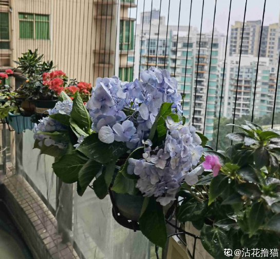 夏天的繡球花，下雨後搬出去，淋雨長更旺