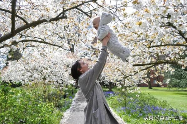 櫻花樹下的英國，你想念嗎？