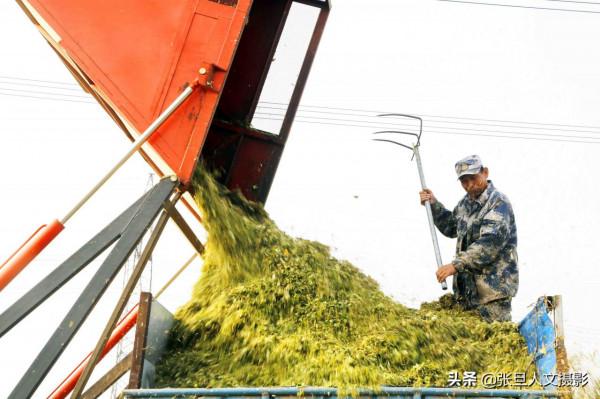 臨汾58歲老漢秸稈回收成了羊司令 一年資產變成三十萬 驚動電視臺