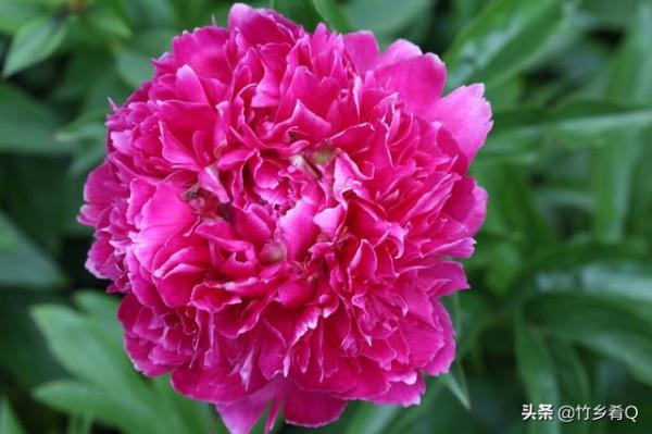 漂亮的芍藥花欣賞