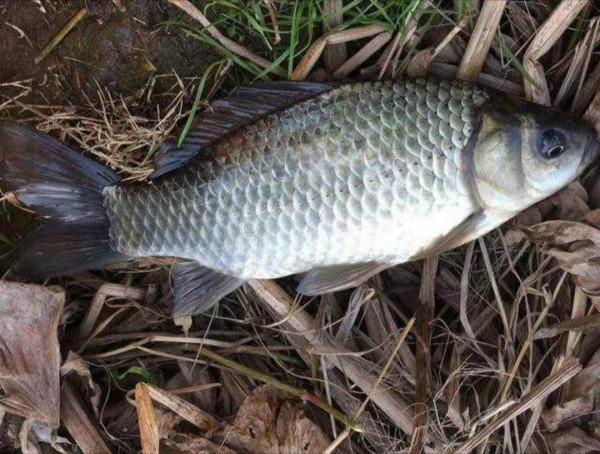 野釣鯽魚出現這些現象，說明釣得太鈍了，可從三個方面調整