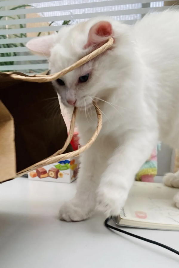 小孩淘氣，天經地義