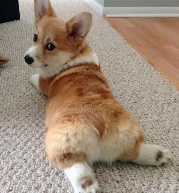 日本網友分享萌寵柯基的日常，每一張曬圖都堪稱行走的表情包