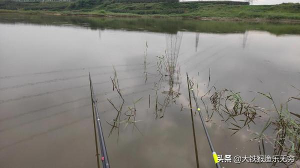 不用草就釣不到草魚?試試大師常用的草魚釣法,爆護不是難事 不用草就釣不到草魚?試試大師常用的草魚釣法,爆護不是難事
