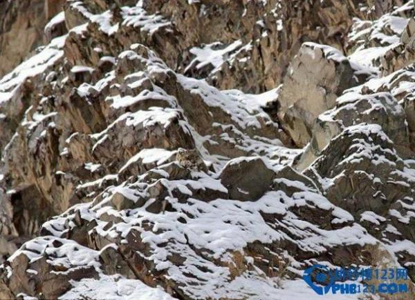 在這幾張圖片中的動物你能找到嗎？