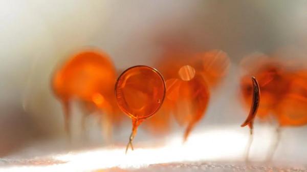 手工DIY丨值得一試的小手工（琥珀金魚篇）