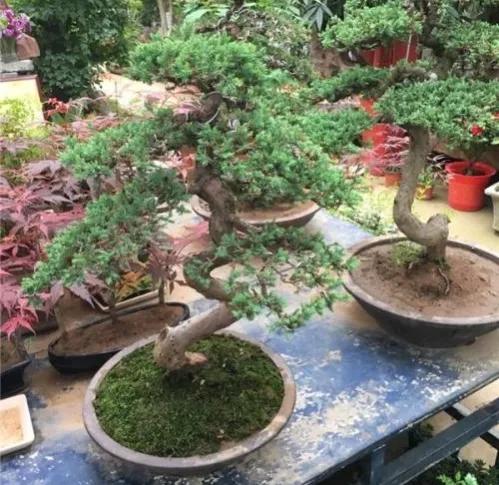 農村院落的別空著，來做這幾個專案吧，收益很不錯