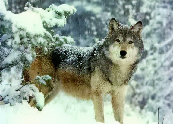 戈壁灘裡,我們遭遇狼群 戈壁灘裡,我們遭遇狼群